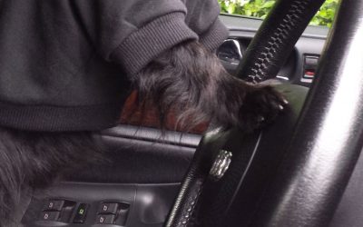Hunde Autositz im Vergleich