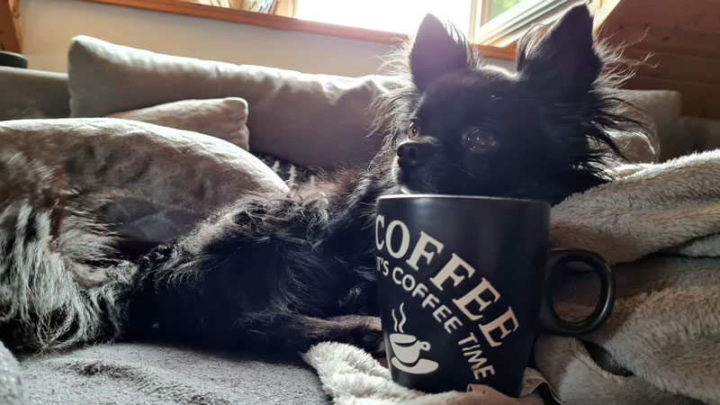 Dürfen Hunde Kaffee trinken?