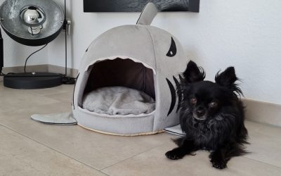 Hundehöhle als idealer Rückzugsort für kleine Hunde