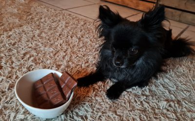 Dürfen Hunde Schokolade essen?
